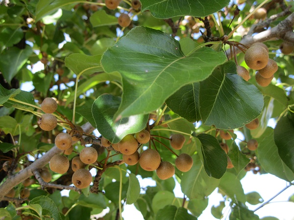 《全国中草药汇编》就有记载,棠梨别名野梨,鹿梨,铁梨树,棠梨树,为