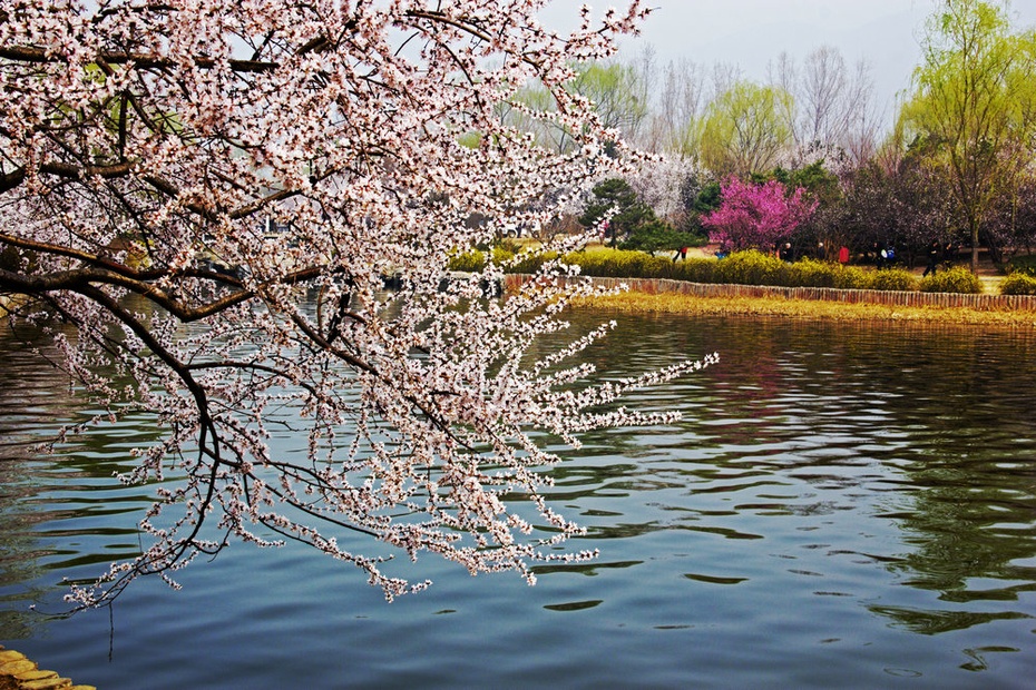 春风吹皱碧波水,植物园里满园春