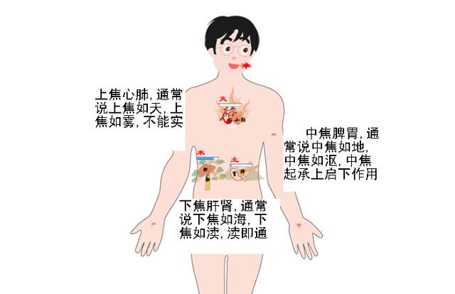 人体内第一大腑——三焦