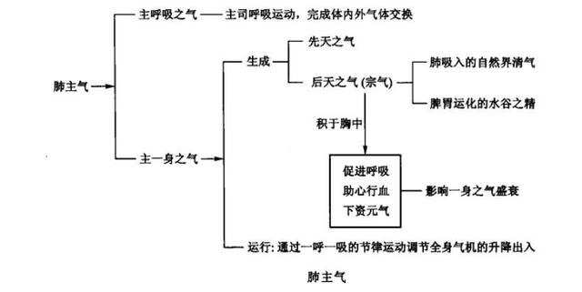 五脏之"华盖 应四时之秋:肺的生理特性