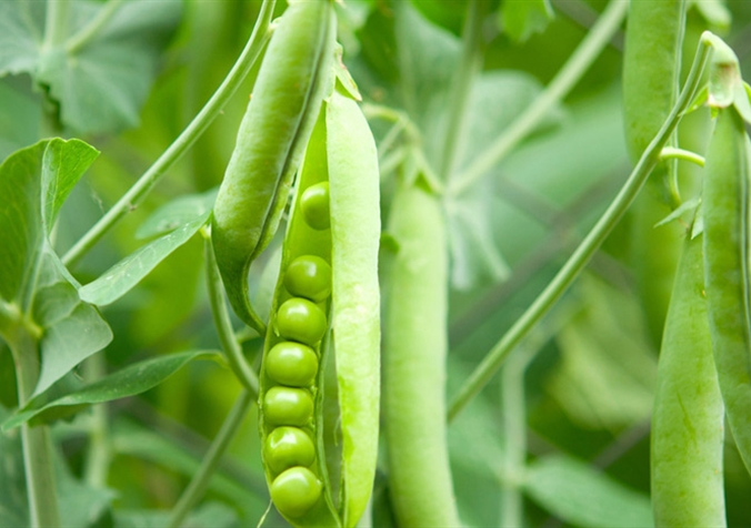 甜豆的营养价值与食用功效