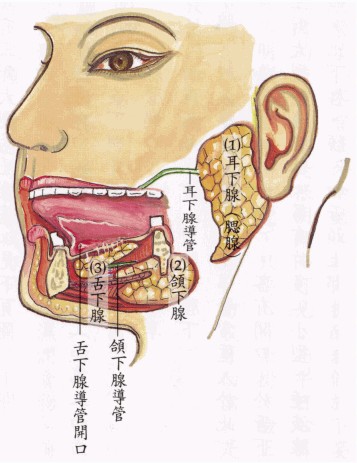 和"舌下腺"(3)┘把左边的"下颌骨",切掉部份—显示出"颌下腺" (2)