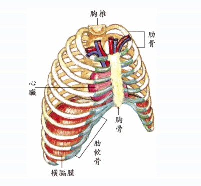 拉,风箱变大—胸腔变大(压力就减小),造成     膈│ 空气入肺