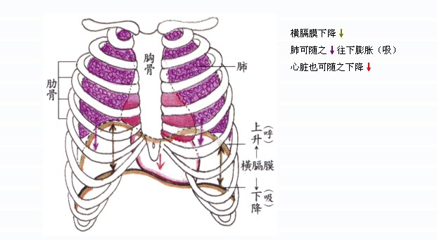 以无底玻璃瓶,下包橡皮膜,下方"橡皮膜"—相当于横膈膜.